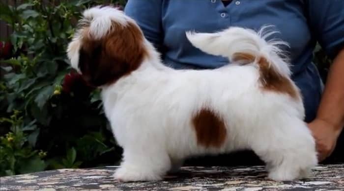 What Age Can A Male Shih Tzu Stud?