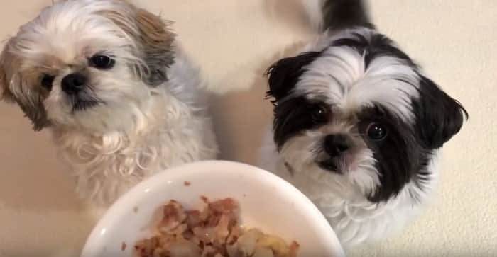 feeding shih tzu puppy