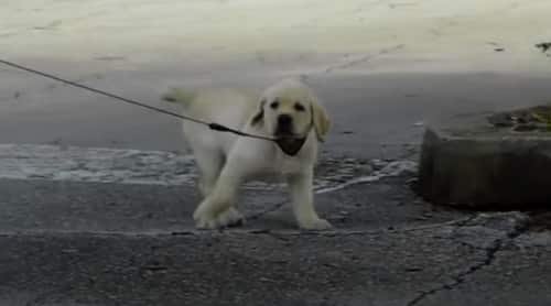 How Far Can a Labrador Puppy Walk