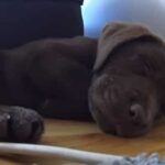 How Long Before a Lab Puppy Sleeps Through the Night?