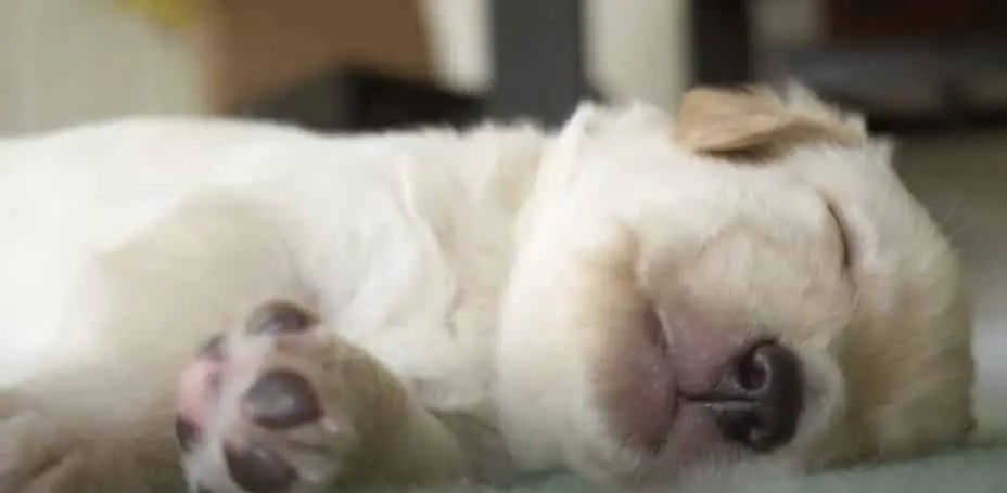 How Long Do Labrador Puppies Sleep at Night