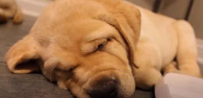 Is It Normal for Labrador Puppies To Snore