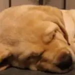 Why Does My Labrador Puppy Snore