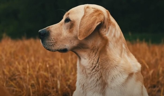 Do Labrador Retrievers Have Webbed Feet