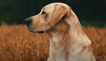Do All Labradors Webbed Feet? Myth Pet Dog FAQ