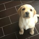How To Identify A Pure Labrador Puppy