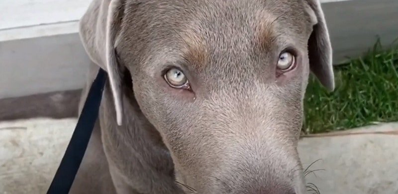 What is the Temperament of a Silver Lab