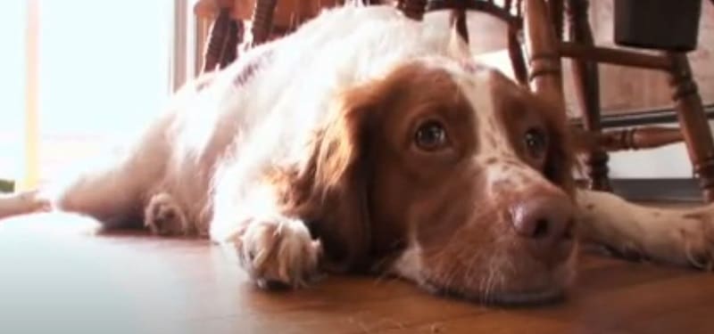 Are Brittany Spaniels Good House Dogs