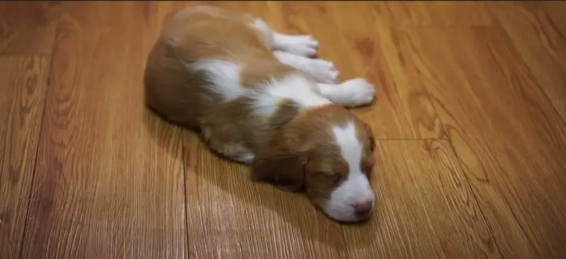 How Do I Get My Brittany Spaniel Used To Be Left Alone