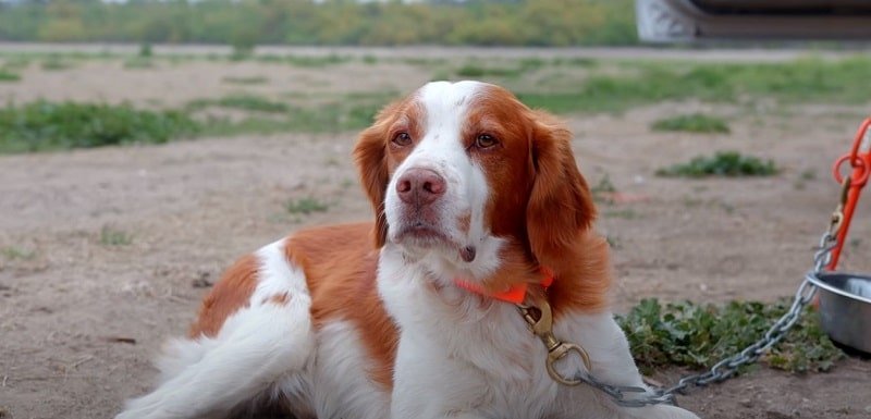 Do Brittany Dogs Shed A Lot