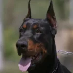 Are Dobermans Good For First Time Owners
