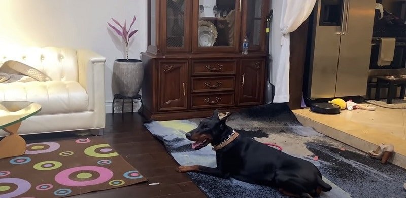 Cons Of Getting Your Doberman Neutered