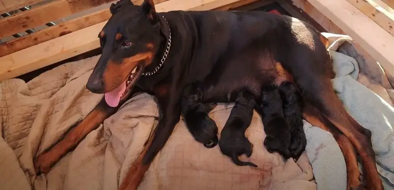 How Long Does It Take For A Doberman To Have Puppies