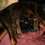 How Many Times Can A Doberman Give Birth