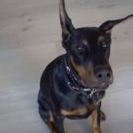 When Should A Female Doberman Be Spayed