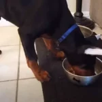 What Doberman Cannot Eat